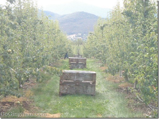 Harry and David Orchard Tour