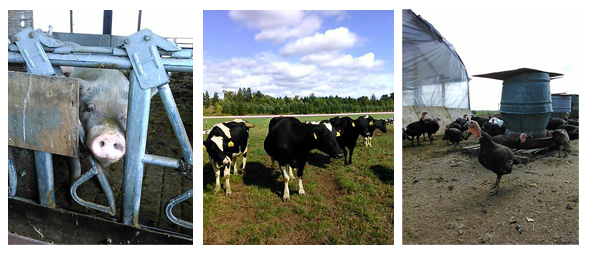 Farm animals Pasture to Plate Go Gingham