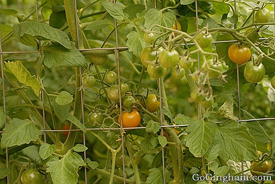 Go Gingham: Tomato cages