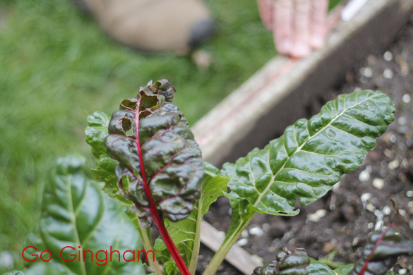 Vegetable garden with copper tape Go Gingham Vegetable garden with copper tape Go Gingham