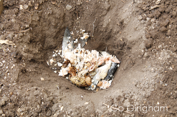 In bottom of hole, place cut up fish and egg shells.