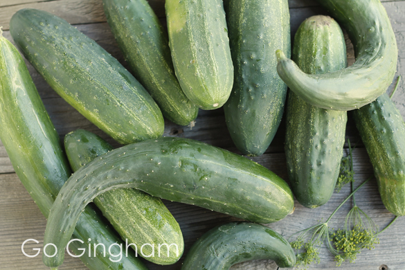 Cucumbers in zatziki recipe Go Gingham