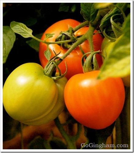 How to stake tomatoes