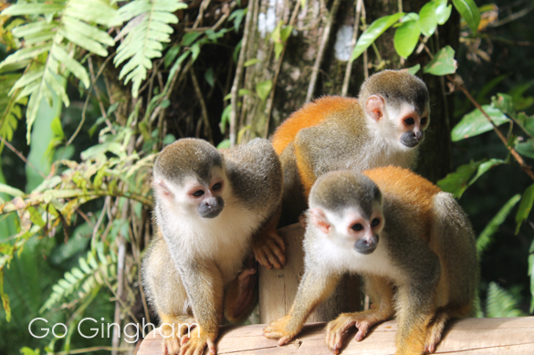 Costa Rica Travel with Go Gingham