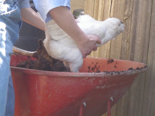 Go Gingham: Fall in love with backyard chickens