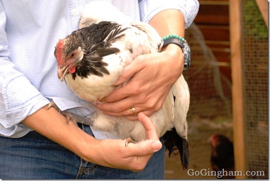 Betsy's Best Brownies