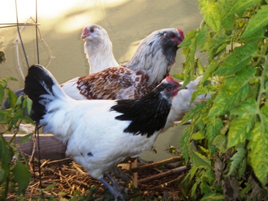 Fall in Love with Backyard Chickens