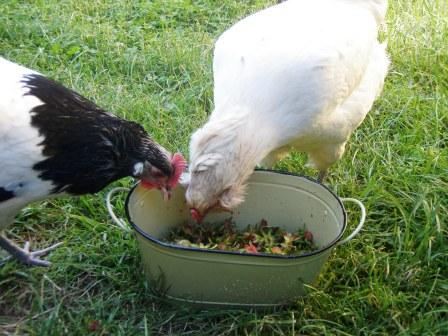 Go Gingham: Chickens eating strawberry tops