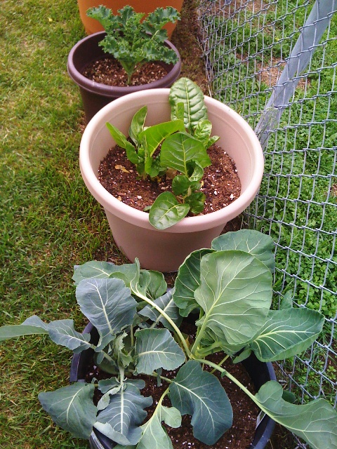 Growing Vegetables in Alaska Growing Vegetables in Alaska