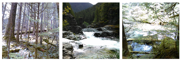 Camping in Oregon with Go Gingham