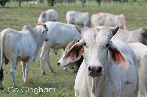 Costa Rica Travel with Go Gingham