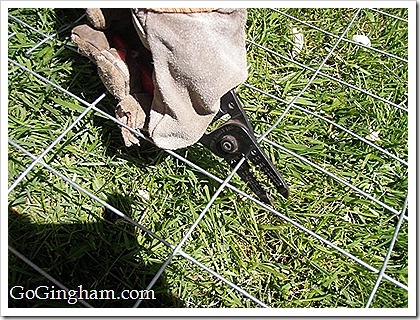 How to stake tomatoes