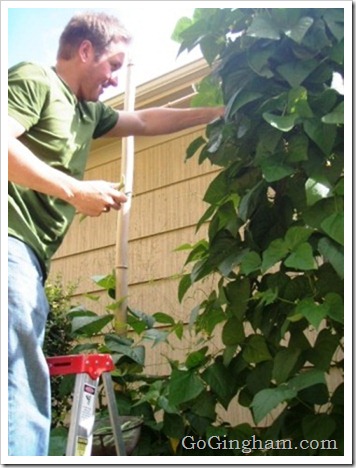 Growing Vegetables in a Small Space
