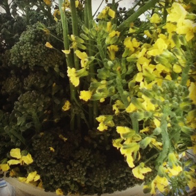 Go Gingham: Broccoli from the garden