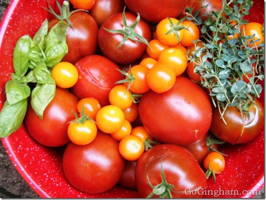 Shoo Fly Don't Bother Me